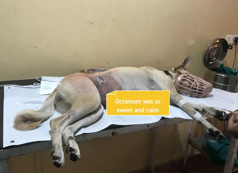 Stray dog sterilization india