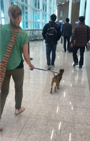 Dog in airport