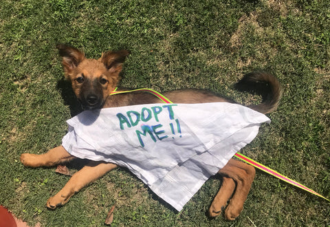 Adopt don't shop