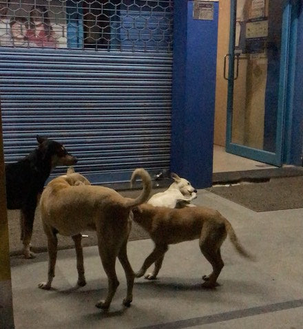 How many street dogs are there in India
