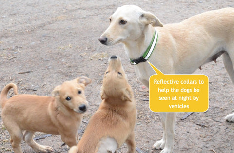 reflective collars stray dogs