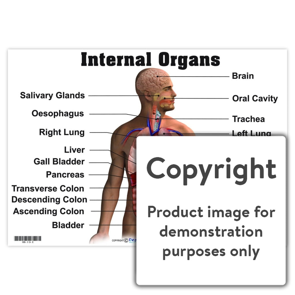 Internal Organs — Depicta