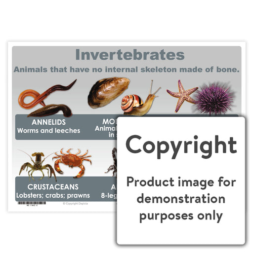 invertebrates animals names