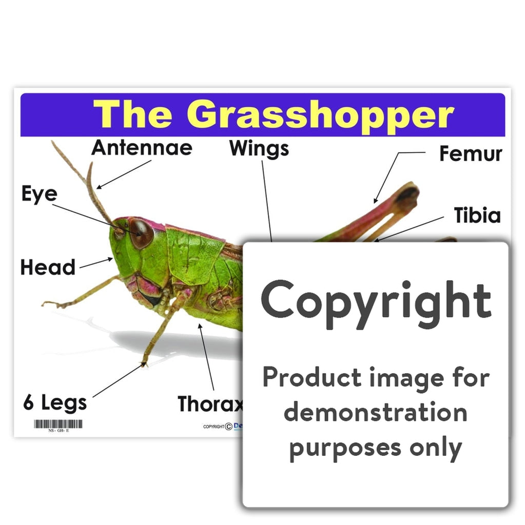 grasshopper external diagram