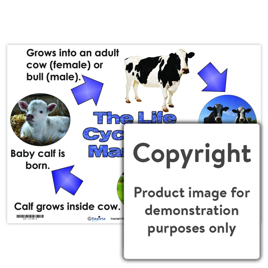 The Life Cycle of a Mammal (Cow) — Depicta