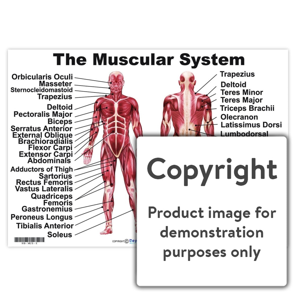 The Muscular System — Depicta 9841