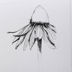 cone flower drawing by Raina in progress