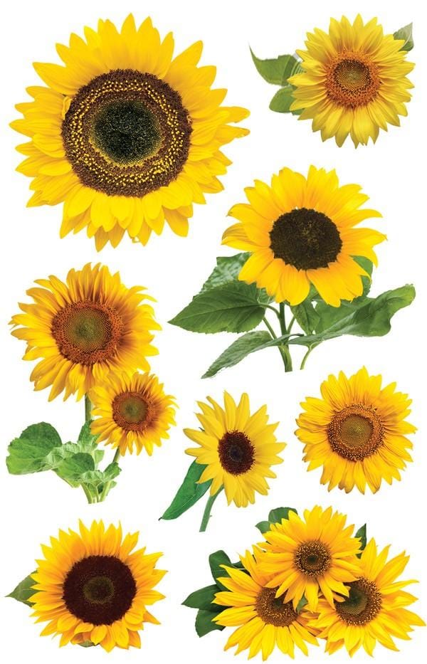 Free Free 281 Realistic Sunflower Svg SVG PNG EPS DXF File