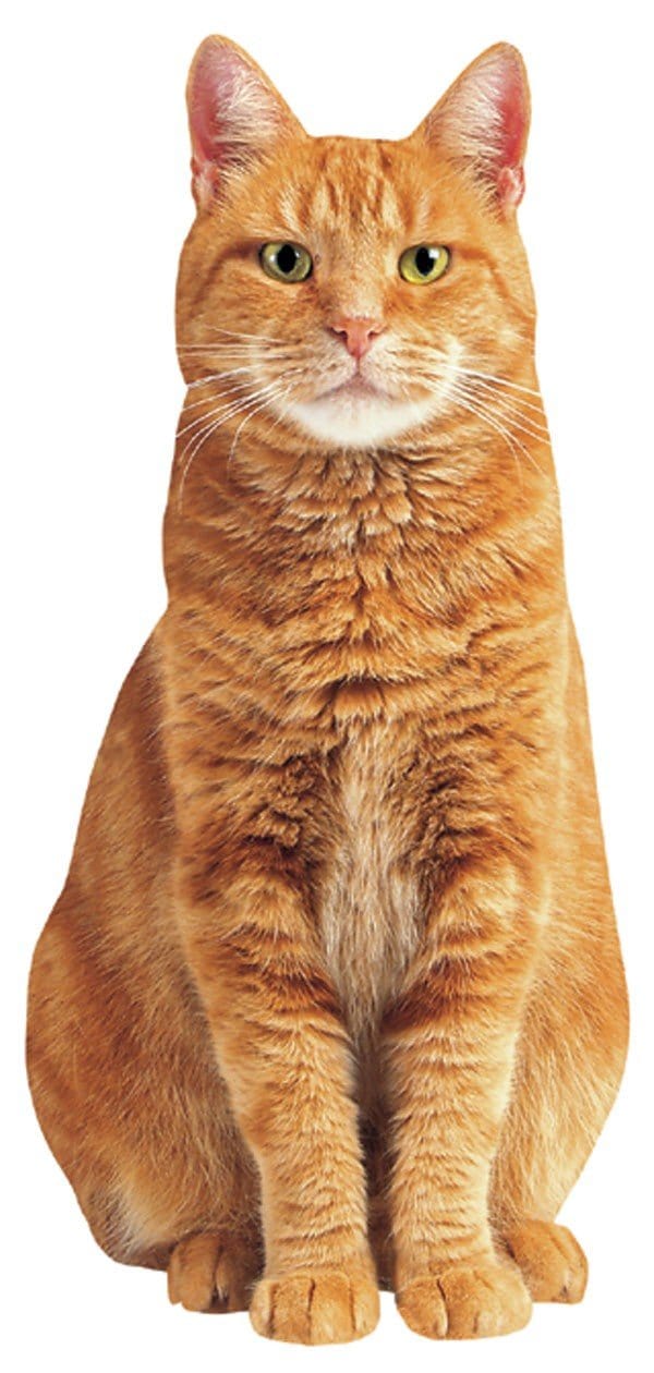 red tabby cat with mean face