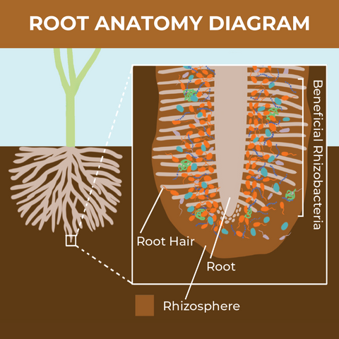 The rhizosphere - area surrounding root and root hairs - supports mycorrhization when inoculated with Triologic