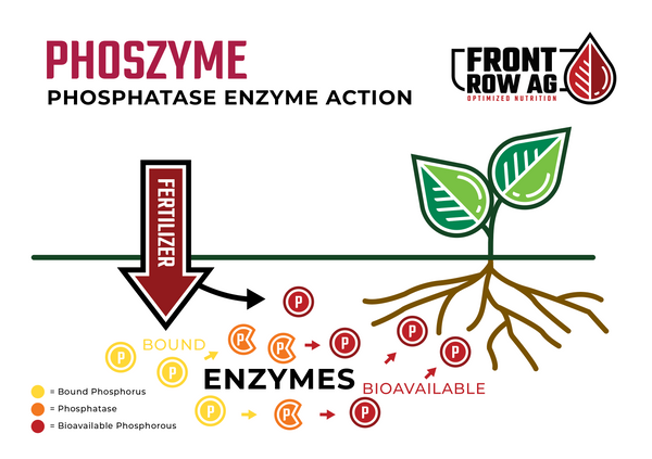 Graphic explaining the how front row ag PhosZyme increases uptake of nutrients and water with phosphatase and enzymes