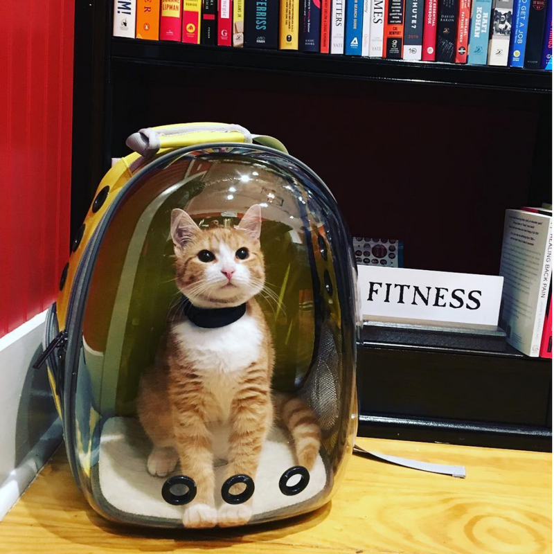 bubble cat carrier