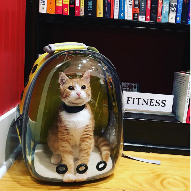 cat in bubble backpack