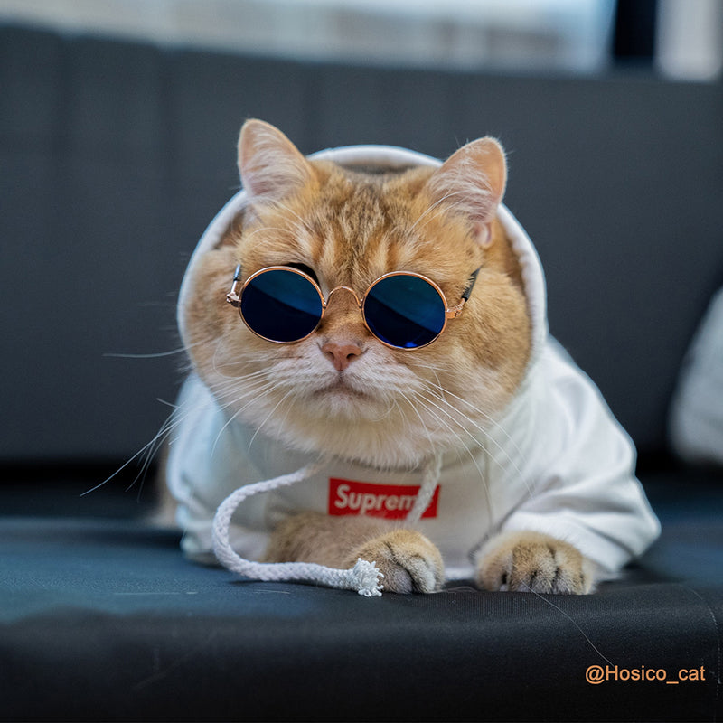 cat with supreme hoodie