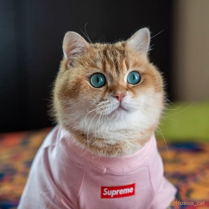 supreme cat clothes