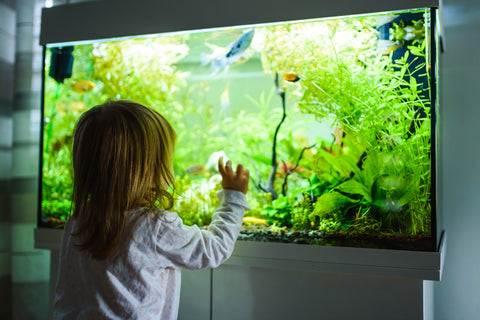At Home Sustainable & Eco-Friendly Aquarium Made from Recycled River Goods! 
