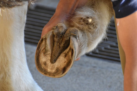 Is Barefoot Better for your Horse?