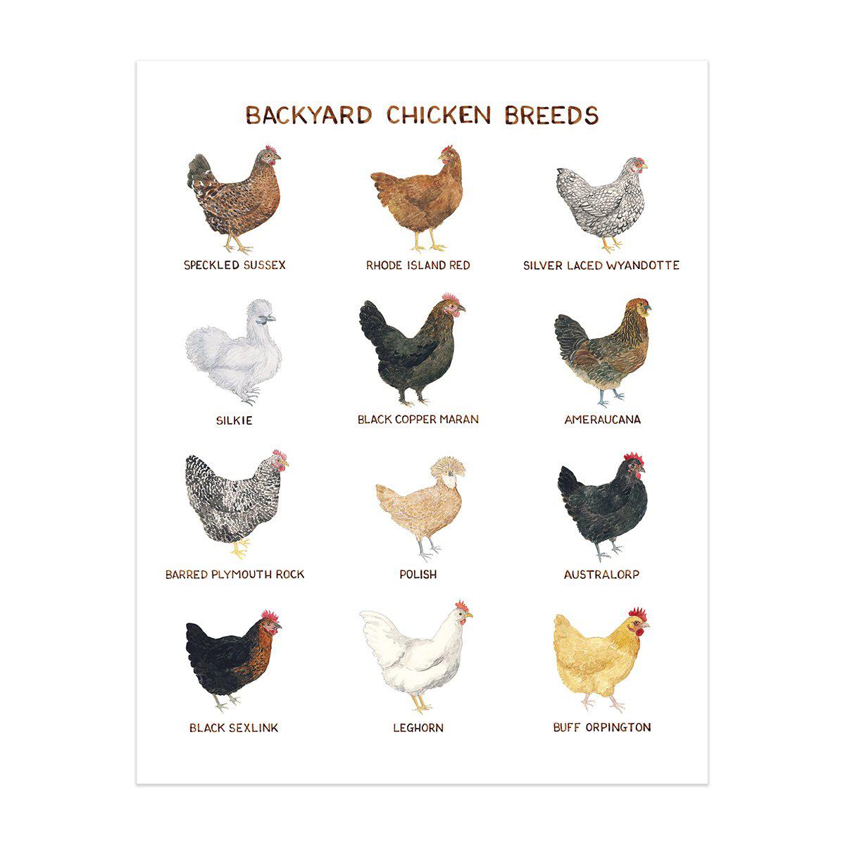 Backyard Chicken Breeds Art Print Yardia