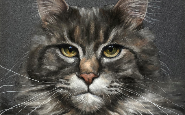 Download Pet Portrait Pitt Pastel Tutorial Maine Coon Cat Faber Castell Usa