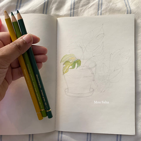 Sketch of monstera plant with Polychromos Color Pencils