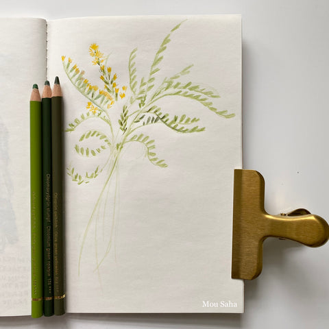 Sketch of goldenrod flowers with Polychromos Color Pencils