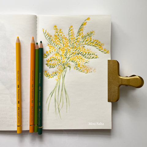 A sketch of goldenrod flowers with Polychromos Color Pencils