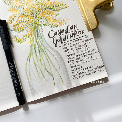 A sketch of goldenrod flowers with a Pitt Artist Pen
