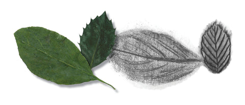 Graphite leaf sketch