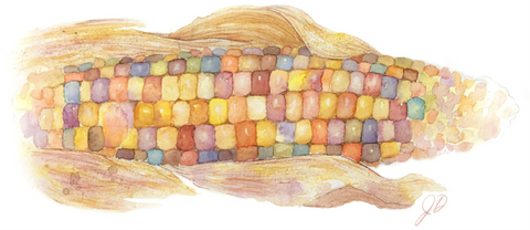 Watercolor corn on the cob
