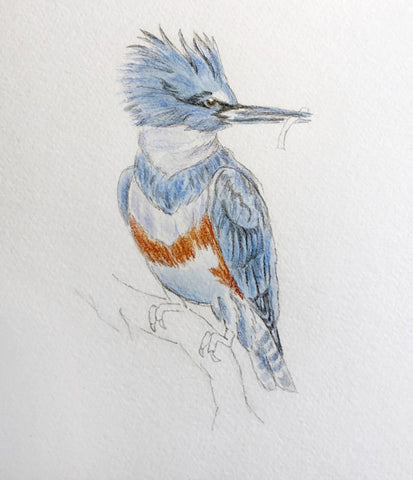 Bird sketch with watercolor
