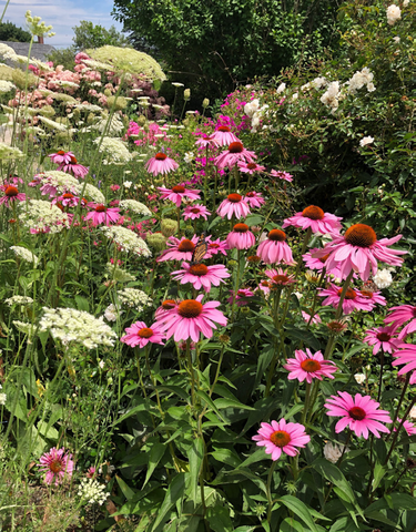 Coneflowers