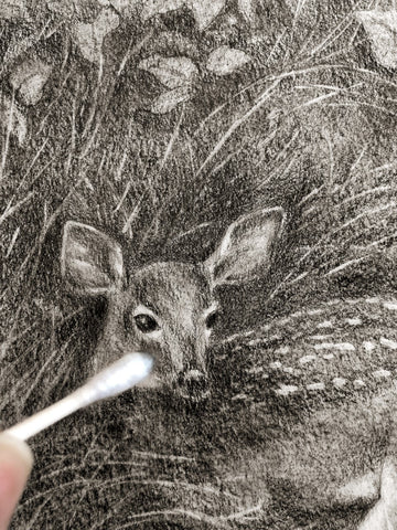 Graphite fawn sketch drawing with a q-tip