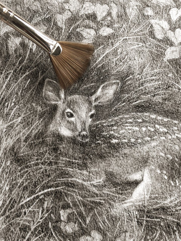 Graphite fawn sketch drawing with a fan brush