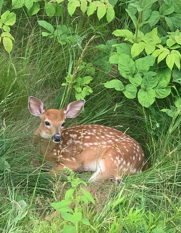 deer fawn drawing