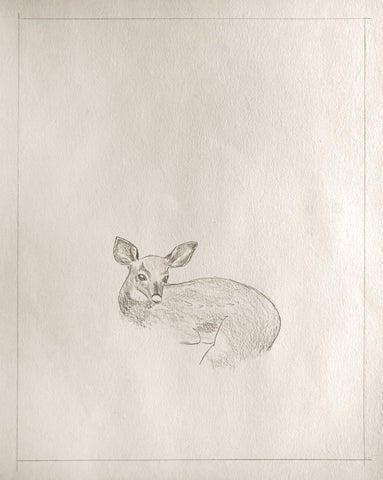 Sketch of a deer