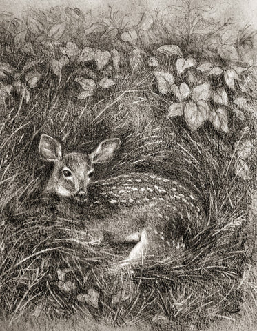Graphite fawn sketch drawing 