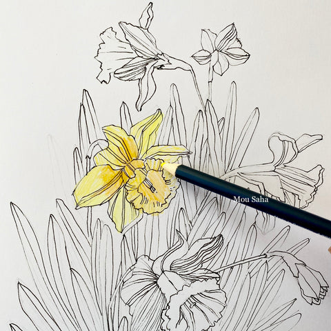 Daffodil Nature Drawing Faber Castell Usa