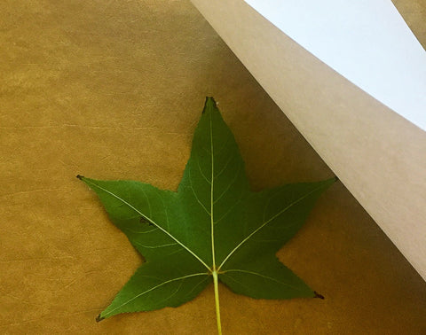 A leaf