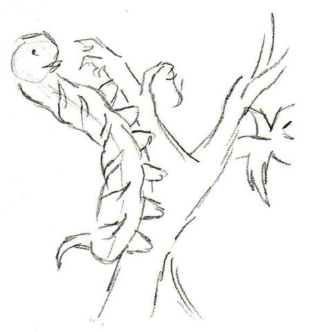 Sketch of caterpillar