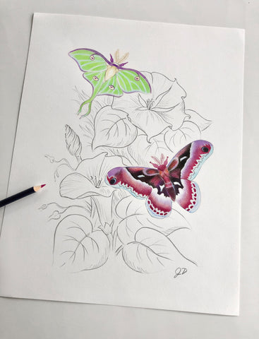 Graphite sketch with colored moths and Goldfaber Color Pencil