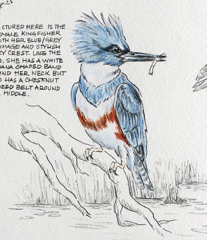 Bird sketch with wording