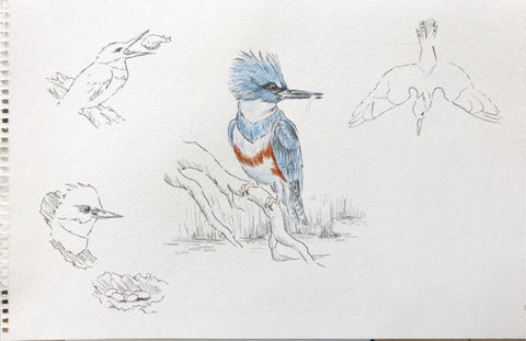 Multiple bird sketches