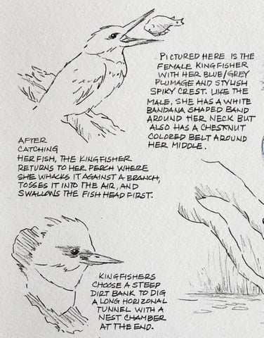 Bird sketches and words