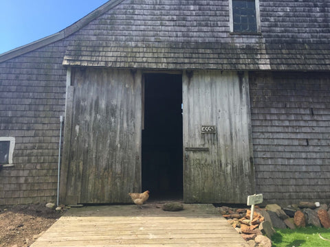 Picture of a barn with chicken