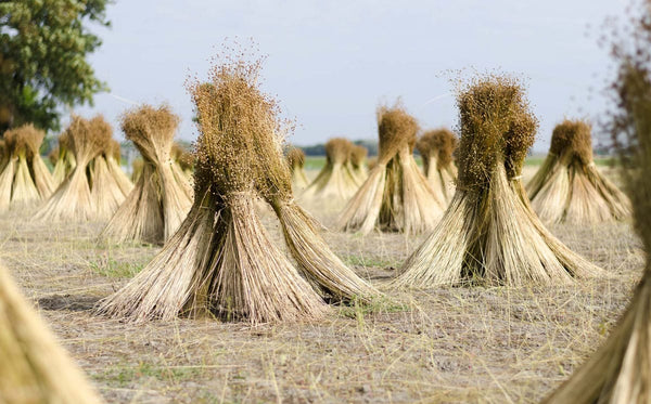 Flax fields | Tluxe Australian Made Sustainable Clothing