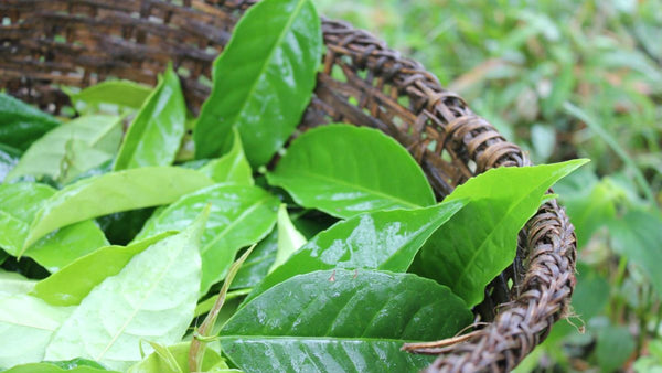 Aliment antioxydant guayusa