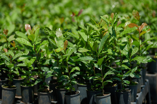 Ilex paraguariensis, plante de yerba maté