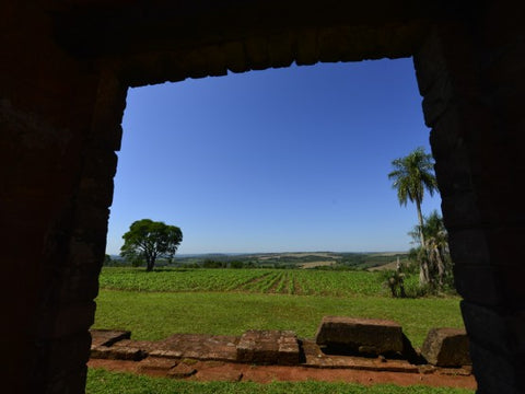 Visite plantation maté route du maté Paraguay