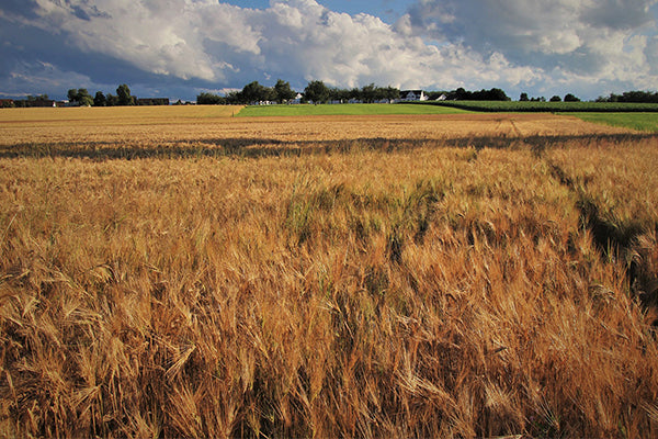 The wheat fields of Italy are the source for these treats. 