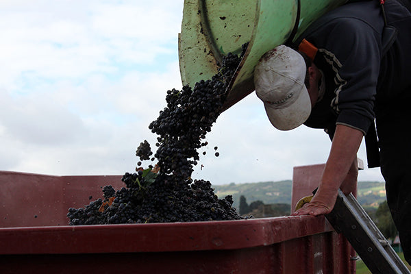 A wine harvester working in the vineyards of Beaujolais. 